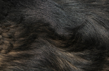 Fototapeta premium animal fur of dark colors fur for design