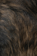 animal fur of dark colors fur for design