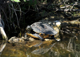 Obraz premium A Turtle Sunning Itself