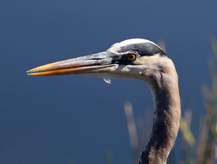 Anhinga Close Up