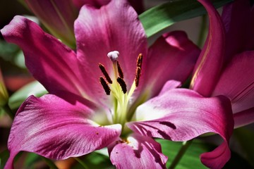 Closeup of pink lilly flower.