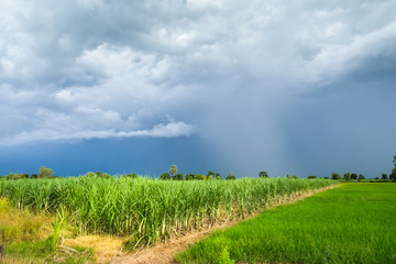 Sugarcane Field with green rice field in a cloudy day