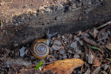 Fototapeta premium snail was walking on the ground in the garden, Snail in the garden, Snail on the way.