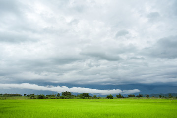 Fototapeta na wymiar Green rice field in a cloudy day