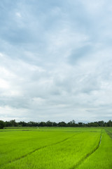 Green rice field in a cloudy day