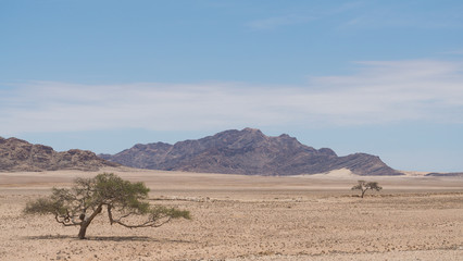 tree in the desert