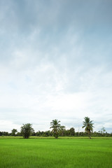 Green rice field with minimal tree in a cloudy day