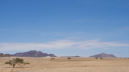 desert and blue sky. Line of trees