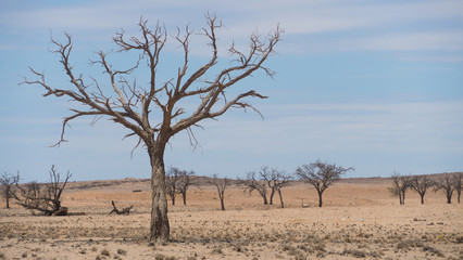 Dead tree in desert of Namibia