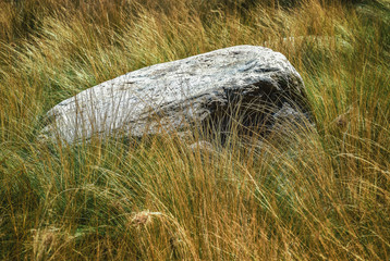 Meditative Zen stone in garden of long golden grasses