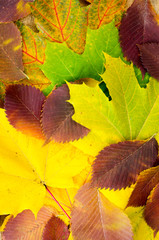 Yellow autumn maple leaves on wooden table