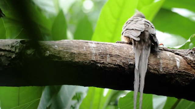 Close up shot of speckled mousebird with long tail