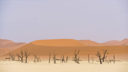 Dry lagoon and dead forest in Namibia. Deadvalei landscape