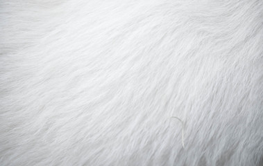 wool animals light colors fur down for design background