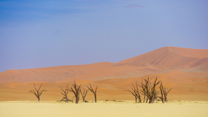 Fototapeta na wymiar Trees in Desert of Namibia