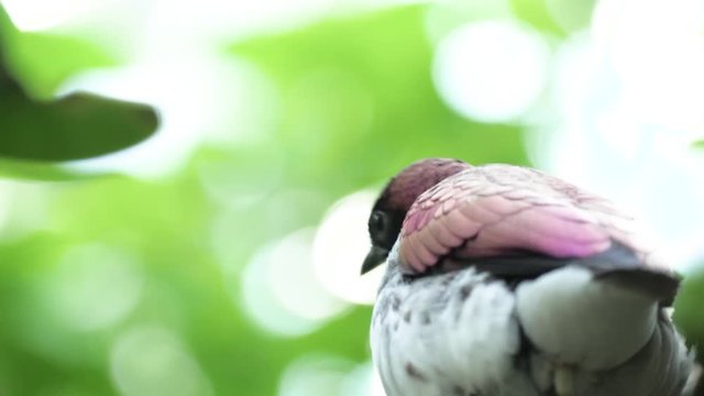 Close up shot of male violet-backed starling dropping bird poop