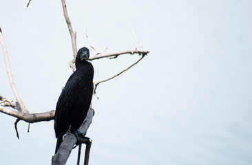 The little cormorant, Microcarbo niger