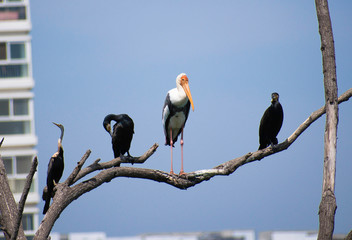 The painted stork, Mycteria leucocephala