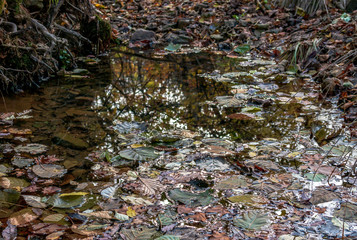 Fallen dry leaves of the autumn forest in a puddle after rain.
