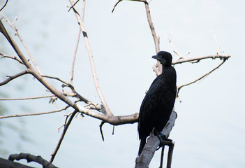 The little cormorant, Microcarbo niger