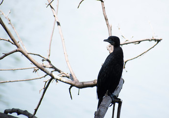 The little cormorant, Microcarbo niger