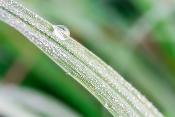 beautiful drops of transparent rain water on a green leaf macro.