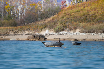 Fototapeta premium Ringed seals bask / Ringed seals bask in the sun at the shore of the wild Bay