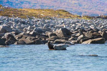 Ringed seals bask / Ringed seals bask in the sun at the shore of the wild Bay