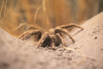 red tarantula