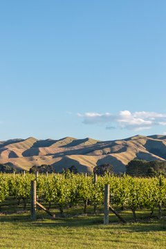 sunset over New Zealand vineyard with copy space above