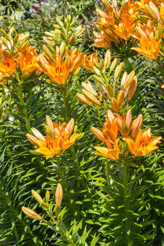 orange lily flowers growing in garden