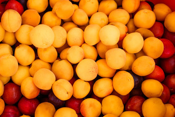 Yellow ripe apricots and plums