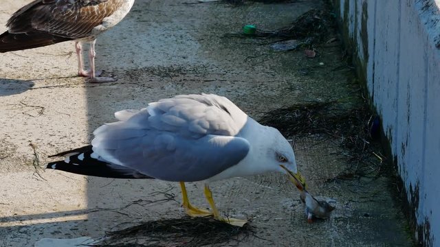seagull eats the sipa on the beach