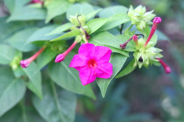 Fototapeta premium ピンクの花 オシロイバナ Mirabilis jalapa marvel of Peru