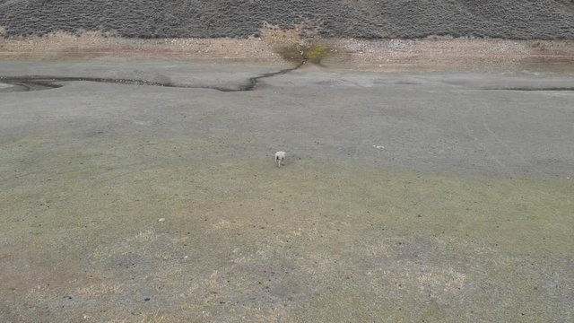 Aerial abandoned injured sheep dry lake in mountain. Severe intense drought in Utah lake and rivers to dry out. Global warming, climate change. Livestock wildlife in danger of starvation.