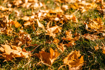 Kyiv, Ukraine - October 6, 2018: Beautiful atmosphere of the fall in the city.