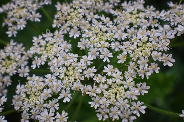 Rocky Mountain wildflowers in macro close up view in full summer bloom in the forest along hiking trails to Doughnut Falls in Big Cottonwood Canyon, in the Wasatch front Rocky Mountains, Utah, Western