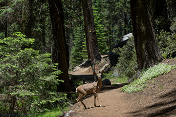 Deer Crossing in Forest 1