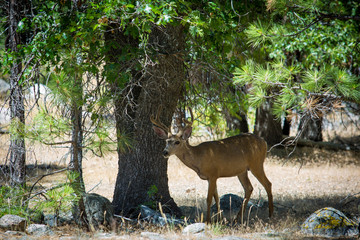 Deer Under Tree