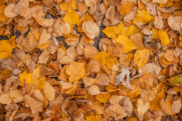 Orange and yellow maple leaf on the ground. Autumn leaves background.