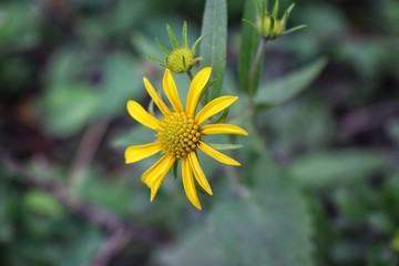 Rocky Mountain wildflowers in macro close up view in full summer bloom in the forest along hiking trails to Doughnut Falls in Big Cottonwood Canyon, in the Wasatch front Rocky Mountains, Utah, Western