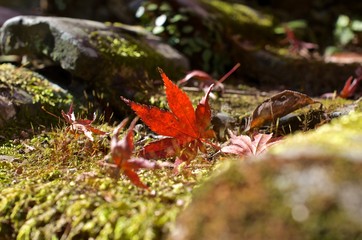 落ち葉（紅葉）