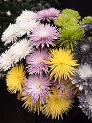 著色された菊の花