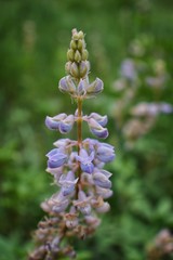 Rocky Mountain wildflowers in macro close up view in full summer bloom in the forest along hiking trails to Doughnut Falls in Big Cottonwood Canyon, in the Wasatch front Rocky Mountains, Utah, Western