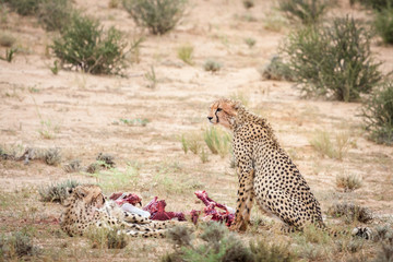 Two adult cheetahs sitting and laying next to freshly killed prey.