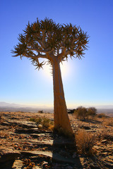Quiver tree / Quiver tree in the valley Thousand hills of the Namib desert