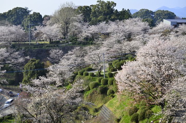 桜のある風景