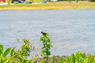 Bird on the lake