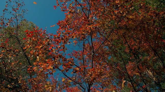 Red fall foliage falling off in autumn forest on sunny day. Vibrant leaf falling slowly towards the ground in slow fall.
