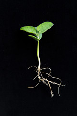 soybean at VC stage - cotyledons and unifoliate leaves fully expanded